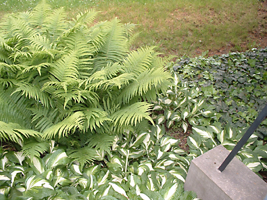 Schattenvertr&auml;gliche Pflanzung