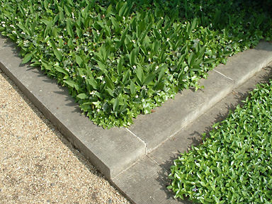 Einzelgrab mit Bl&uuml;haspekt trotz extensiver Pflege, Invalidenfriedhof, Berlin-Mitte