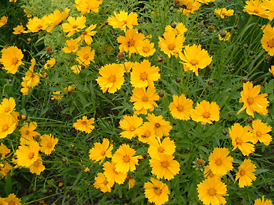 Privatgarten, Wilhelmshaven