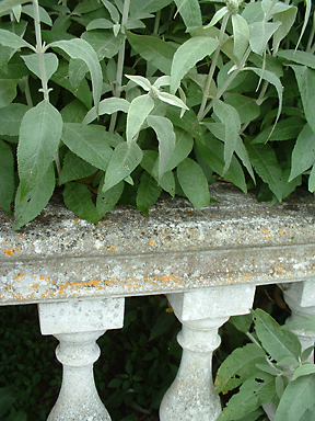 Die silber- und lindgr&uuml;ne Farbe der Bl&auml;tter und Bl&uuml;ten harmoniert mit den flechtenbesetzten Natursteinballustrade, Privatgarten, Niedersachsen