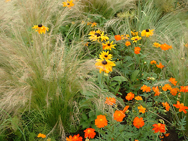 In den trockeneren Lagen sind viele G&auml;ser gestalterisch eingesetzt worden, Privatgarten, Berlin