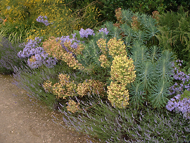 Auch in den Staudenrabatten ist die silbrige, bl&auml;uliche und lindgr&uuml;ne Farbigkeit des gesamten Gartens wiederzufinden, Privatgarten, Niedersachsen