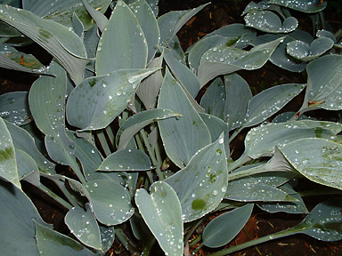 Die Wasserperlen auf bl&auml;ulichen Funkien-Bl&auml;ttern machen die Frische des Gartens erlebbar, Privatgarten, Niedersachsen