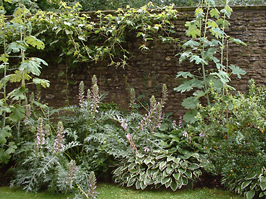 Silberkerzen (Cimicifuga spec.) und buntbl&auml;ttrige Funkien (Hosta spec.) vor Natursteinmauer, Privatgarten, Niedersachsen