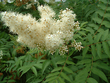 Eine Staudenrabatte mit gr&ouml;&szlig;eren Str&auml;uchern wie hier M&auml;des&uuml;&szlig; bildet den fassenden Rahmen der Gartenterrasse, Privatgarten, Berlin