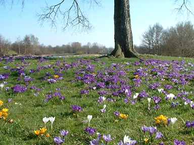 Ruhen unter B&auml;umen, S&uuml;dw.kirchhof Stahnsdorf, b.Berlin
