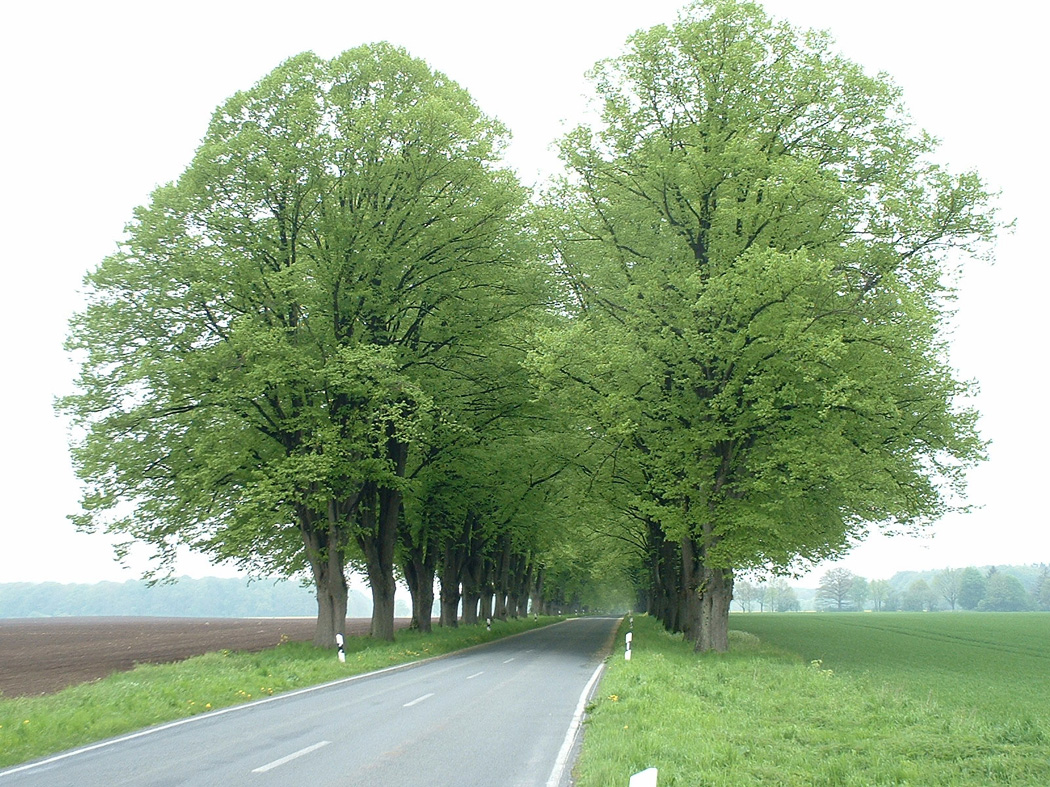 DFG-Forschung zu historischen Alleen in Brandenburg 1996 ...