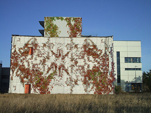 Brandwand an reduziertem Geb&auml;udekomplex 1 Jahr nach einer Begr&uuml;nung mit Efeu und Wildem Wein