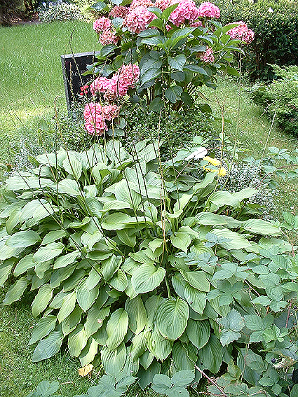 Individuelle Ruhest&auml;tten sind immer direkt im Hinblick auf die verstorbene Pers&ouml;nlichkeit und das begleitende Umfeld abgestimmt, somit einzigartige Entwurfsl&ouml;sungen, die nicht f&uuml;r eine Nachahmung an anderer Stelle dienen k&ouml;nnen. Dennoch m&ouml;chten wir Ihnen hier einige Beispiele vorstellen, wie durch die Auswahl der Pflanzen, die Farbigkeit, die Form und die Einfassung der Grabst&auml;tte gestaltet werden kann.