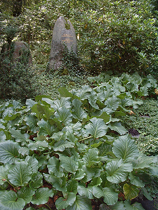 Individuelle Ruhest&auml;tten sind immer direkt im Hinblick auf die verstorbene Pers&ouml;nlichkeit und das begleitende Umfeld abgestimmt, somit einzigartige Entwurfsl&ouml;sungen, die nicht f&uuml;r eine Nachahmung an anderer Stelle dienen k&ouml;nnen. Dennoch m&ouml;chten wir Ihnen hier einige Beispiele vorstellen, wie durch die Auswahl der Pflanzen, die Farbigkeit, die Form und die Einfassung der Grabst&auml;tte gestaltet werden kann.