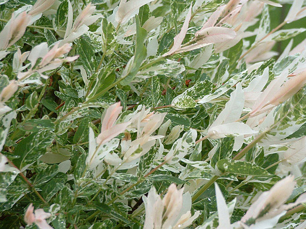 Bestandsaufnahme,&nbsp;Vermessung und Neugestaltung eines Privatgartens, Potsdam