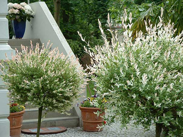 Bestandsaufnahme,&nbsp;Vermessung und Neugestaltung eines Privatgartens, Potsdam