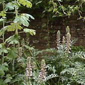 schattige G&auml;rten