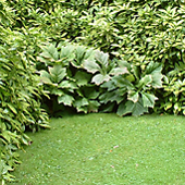 immergr&uuml;ne G&auml;rten